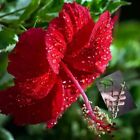 Tropical Red Hibiscus Live Starter Plant Organic Perennial Blooming New Cuttings