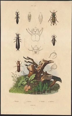 1839 Gravure aquarellée Pyrale du chêne Coléoptères Carabe Insectes - Photo 1/2