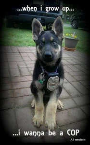 german Shepard refrigerator magnet 2 1/2 x 3 1/2 - Picture 1 of 1