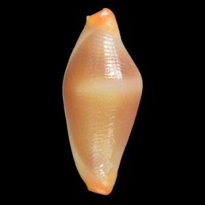 Crenavolva Traillii (Bohol Isl., Philippinen) 8,5mm #44815 - Bild 1 von 3