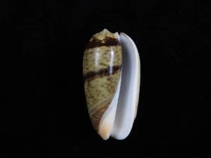 Sea Shell Oliva Vidua 48,7 mm ID#8523 - Imagen 1 de 2