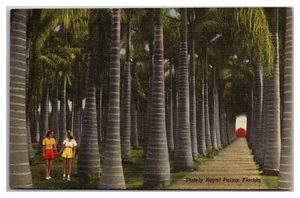 Stately Royal Palms, Jungle Gardens Florida - Picture 1 of 2