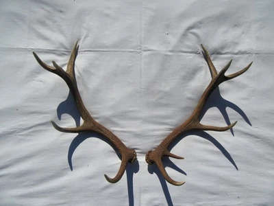 Schöne Abwurfstange Paar Hirschgeweih Hirsch Gehörn Geweih Hirschhorn  Trophäe - Bild 1 von 4