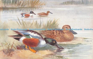 R386521 Shoveller Spatula clypeata R S Art Press - Imagen 1 de 4