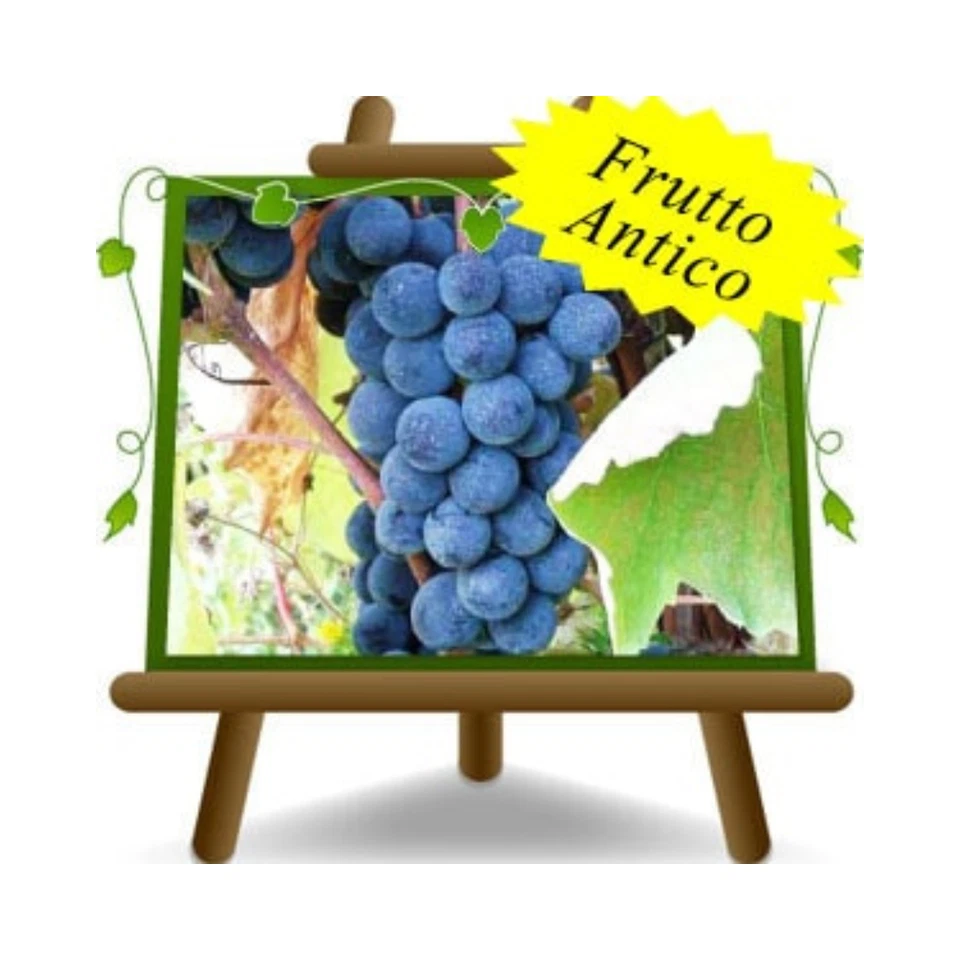 Vite Fragola Americana - Pianta da frutto  su vaso da 20 albero max 170 cm 2anni - Immagine 1 di 1