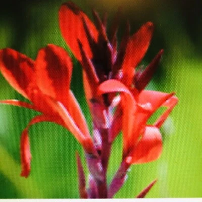 3  Canna Lily Bulbs Rhizomes Green Leaf Red Flower 6-8 ft Perennial Plants - Image 1 of 2