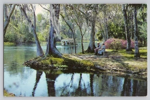 Florida Silver River Boat Tour & Cypress Trees Silver Springs Postcard - Picture 1 of 2