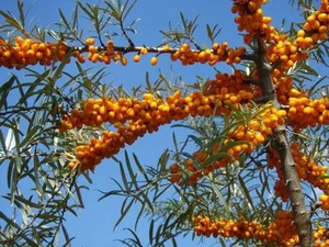 HIPPOPHAE RHAMNOIDES, OLIVELLO SPINOSO, 15 SEMI, SEMI BONSAI, SEEDS - Imagen 1 de 1