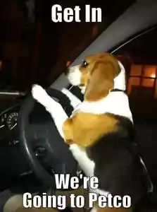 "Funny Beagle magnete frigorifero 2 1/2x 3 1/2" - Foto 1 di 1