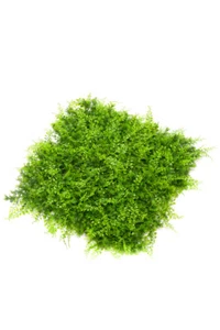 Künstliche Pflanzenwand - Juniperus - Farne - Kunstpflanzen Matten Wandpaneele - Bild 1 von 6