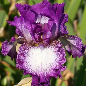 Tall Bearded Iris Reblooming Mariposa Autum Freshly Dug 1 Root Division - Picture 1 of 4