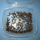 Dermestid Beetles - Starter Colony or Dubia Cleaner Crews - FREE SHIPPING!