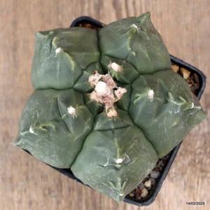 A8667 ASTROPHYTUM MYRIOSTIGMA FUKURYU KIKKO maceta 10-H10-W13 cm MaMa Cact - Imagen 1 de 4