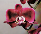 @ (◕‿◕)\@ Zimmerpflanze Phalaenopsis Schmetterlingsorchidee Nr. 4.Mai Blhend
