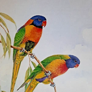 The Rainbow Lorikeet Red-Collared Lorikeets Neville Cayley Art Print Plate 23 - Picture 1 of 2