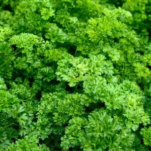 1/4 Lb Forest Green Parsley Seeds - Everwilde Farms Mylar Seed Packet - Picture 1 of 2
