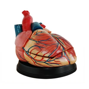 Menschliche 3 Teile Herzvene arteriovenöse Anatomie Herz medizinisches anatomisches Modell - Bild 1 von 7