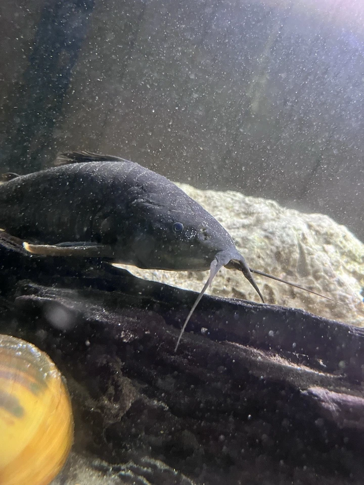 Bagre blindado Hoplo 10 pulgadas Hassar bagre (enorme) Foto 1 de 1