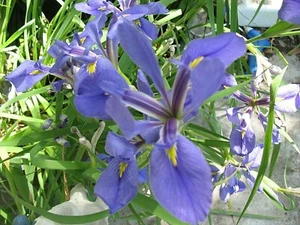 LOUISIANA BLUE-PURPLE IRIS - mittel bewurzelte gesunde Pflanze (3) - Bild 1 von 4