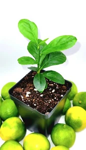 Healthy key lime seedlings, 3-5 inches tall - Picture 1 of 7