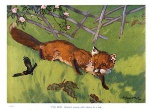 Arte de pared vintage con estampado de zorro Ken Harrow c1950 arte de animales salvajes 5581Q - Imagen 1 de 1