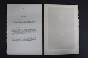 Birds, Nests, Eggs, F.O.Morris, 1875 - Picture 1 of 3