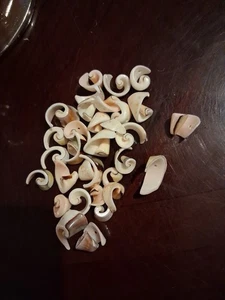 Luhuanus Spirale Affettato Conchiglia Perline 33 Creazione Gioielli  - Foto 1 di 6