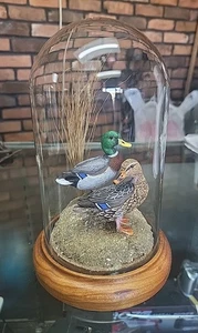 Original William Brent Deselms Domed 1988 Mallards Ducks Wildlife No. 8 Signed - Picture 1 of 6