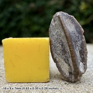 Dinosaur Edmontosaurus Tooth Fossil Hadrosaur Lance Creek Formation Cretaceous - Picture 1 of 1