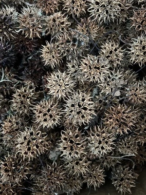 Lot Of 10 Brown Sweet Gum Tree Balls - Arts & Crafts - Recently Fallen