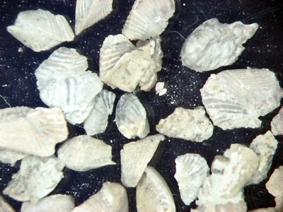 Silurian Gotland Rostroconch bivalve slide mount Mulceodens jaanussoni 1per bid - Image 1 of 3