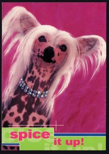 CHINESE CRESTED DOG HEAD STUDY OLD 1980'S ADVERT POSTCARD ISSUED BY THE TSB BANK - Picture 1 of 1