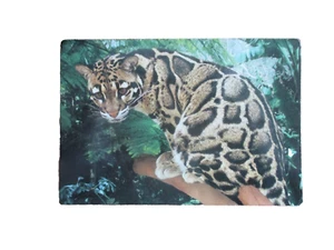 Clouded Leopard Beautiful Spots Unposted Postcard 6" x 4 1/4" Rounded Corners - Picture 1 of 2