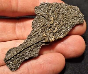 Juvenile crinoid fossil (60 mm) Jurassic Coast Fossils Charmouth UK sea lily - Picture 1 of 4