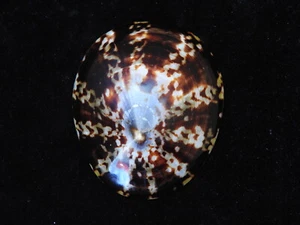Sea shell Cellana testudinaria 72.9mm ID#5534 (Polished) - Photo 1/2