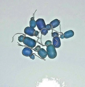10 ANTIQUE BLUE EGYPIAN Chandelier PEAR,GRAPE PRISMS, 7/8"--1 1/8" Long #51 - Picture 1 of 3
