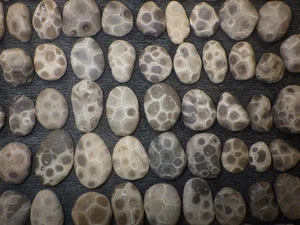 Kleine unpolierte Petoskey Steine 72 Steine - Bild 1 von 6