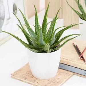 Aloe Vera Plant arborescen 12cm pot 20cm H Compact Star Delivered to your door - Picture 1 of 12