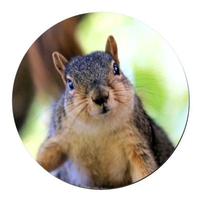 CARA DE ARDILLA ANIMAL NATURAL Colgante Dije En Plata de Ley 925 Collar 20" Foto 1 de 4