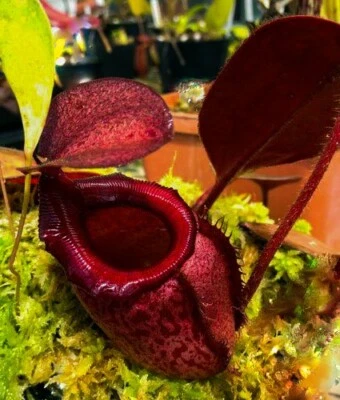 Nepenthes Rajah 🌱 NEPENTHES EXTREMADAMENTE RAROS ⭐ JARRAS MAGNÍFICAS ⭐ Semillas frescas Foto 1 de 3
