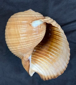 TONNIDAE Tonna galea 175mm Venezuela. Coche Isl nördlich von Playa La Uva. 2016 +++ - Bild 1 von 5