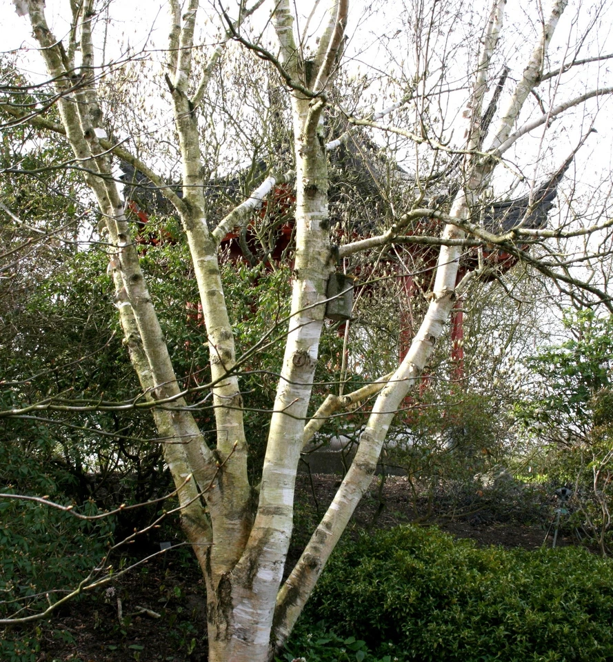 Himalaya-Birke Betula jacquemontii, vorm. Betula ultilis Birke 150-200 cm Co - Bild 1 von 1