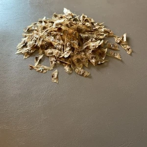 Orange Hummingbird (or Trumpet) Vine 25+ Seeds (Creeping Vine Plant) Pretty! - Picture 1 of 20