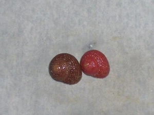 CLANCULUS CORALLINUS DARK AND RED - Imagen 1 de 2
