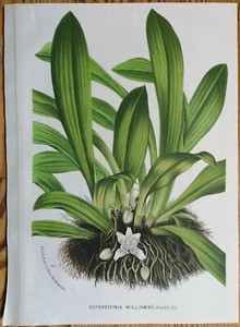 Van Houtte Originaldruck Botanik Orchidee Kefersteinia - 1850 - Bild 1 von 1