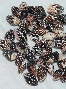 50 Natural Spiral Shell Beads, Coconut Brown 10mm~16mm (MYS 11) - Picture 1 of 2