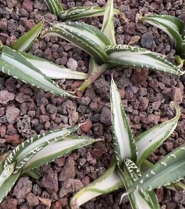 Rare plant Agave titanota sad 'Mediopicta Alba' Random Boutique Sale - Picture 1 of 1