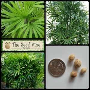 5+ LADY PALM TREE SEEDS (Rhapis excelsa) Tropical Evergreen Indoor Plant - Picture 1 of 6