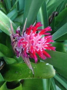 Flaming Torch bromeliads Billbergia pyramidalis. 1 Live Large plant - Picture 1 of 6