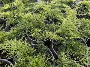 Asplenium daucifolum felce foglie da cova pianta rara - Foto 1 di 4